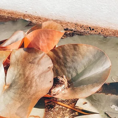 Hébergement de vacances Casa Da Aldeia Constância