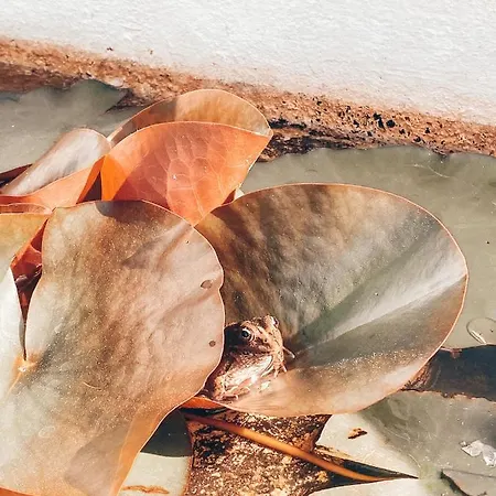 Сasa de vacaciones Casa Da Aldeia Constância